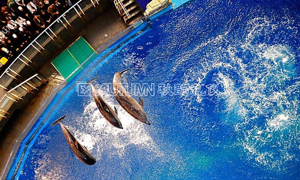 上海极地海洋世界年内开工 将为同类全球最大